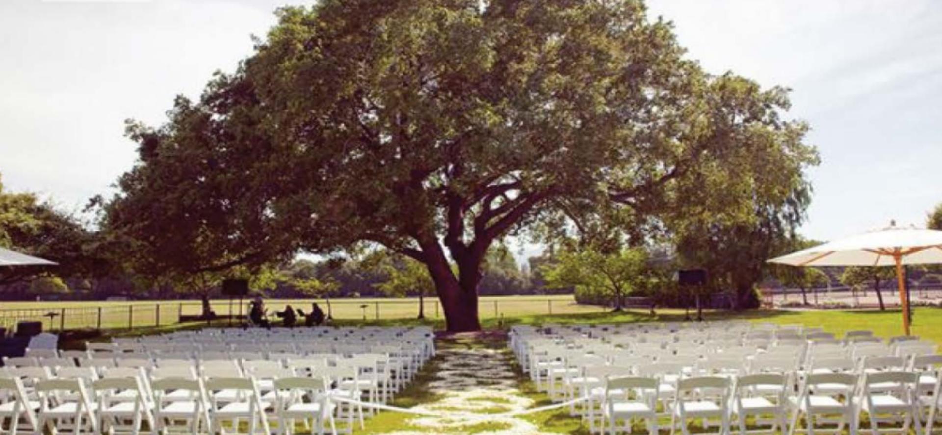 Oak Tree