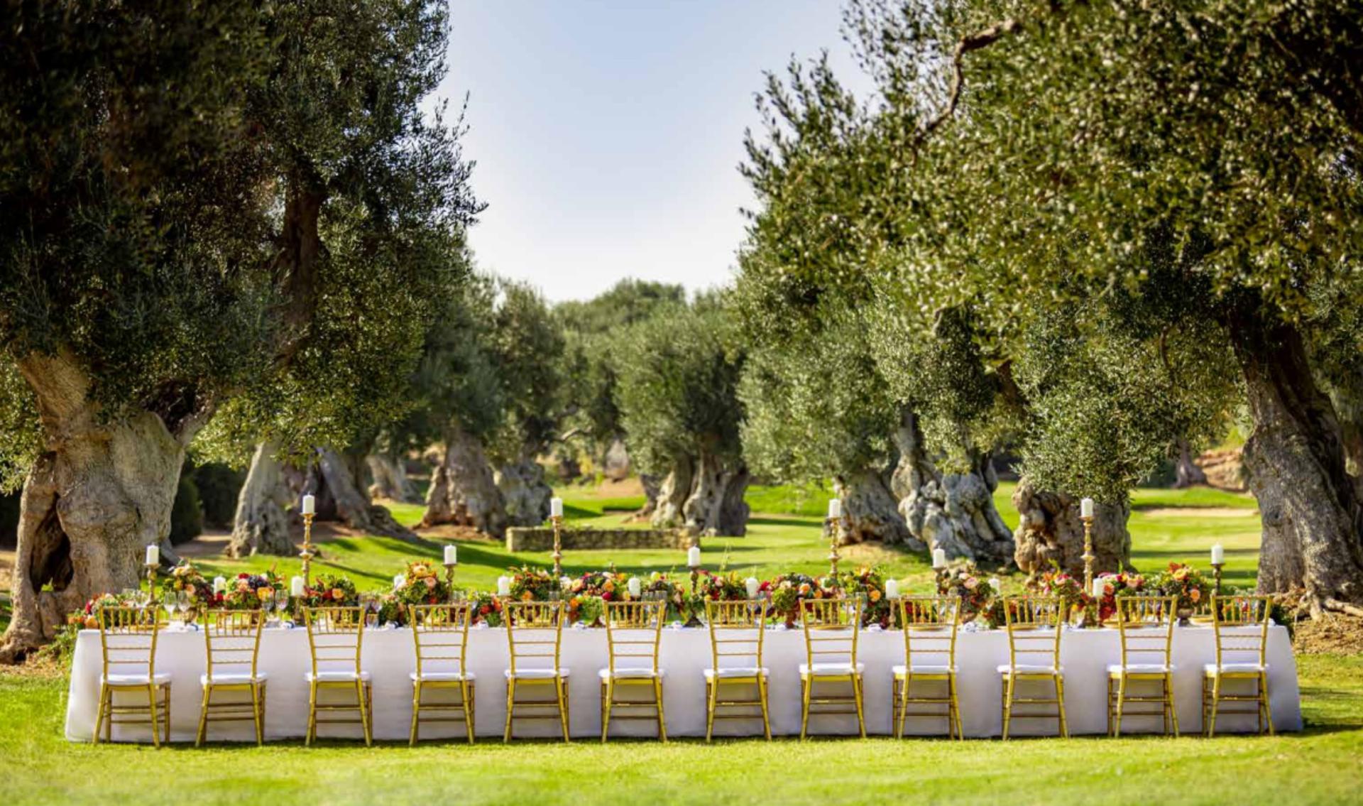 Olive Grove Secular