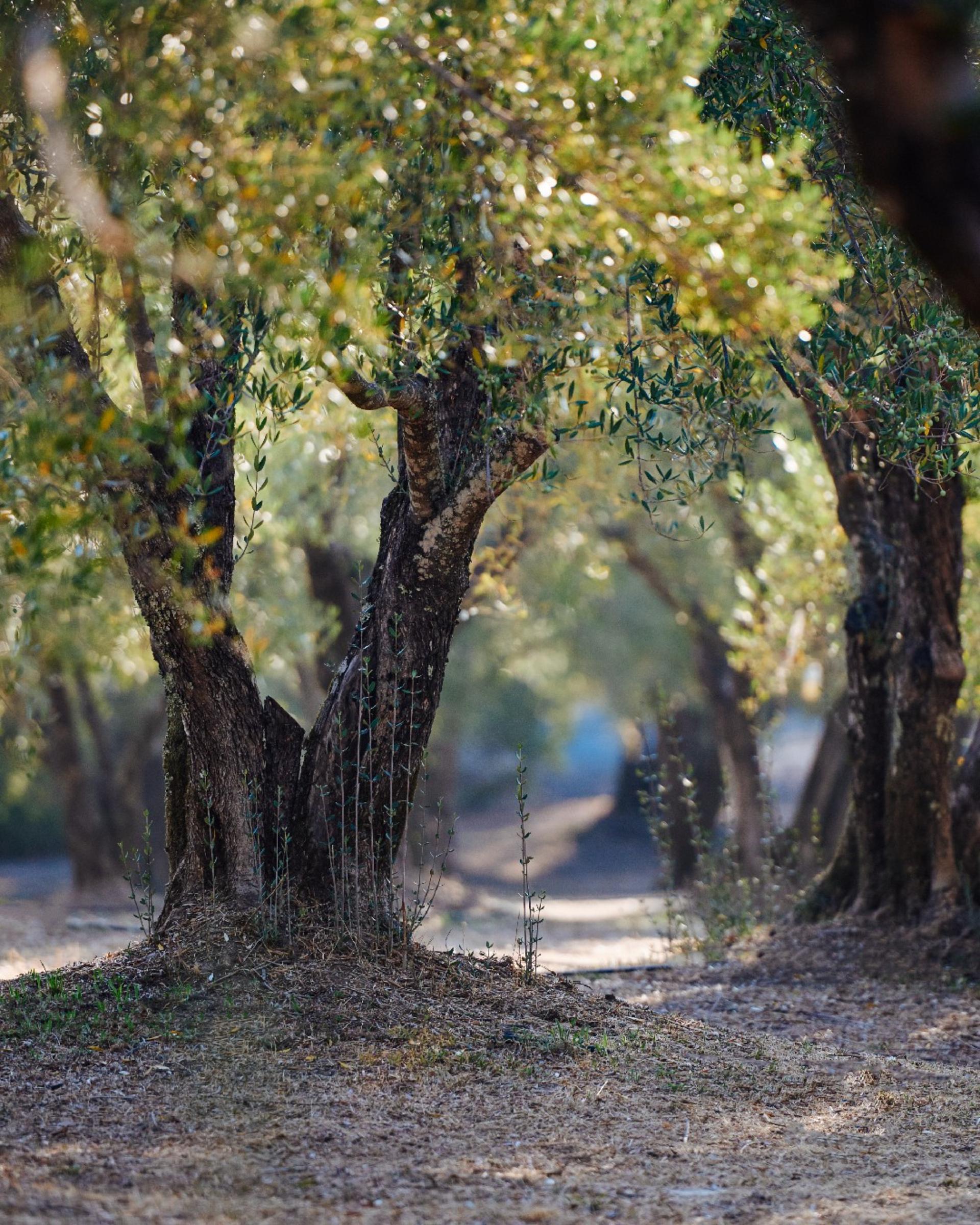 Walnut Tree