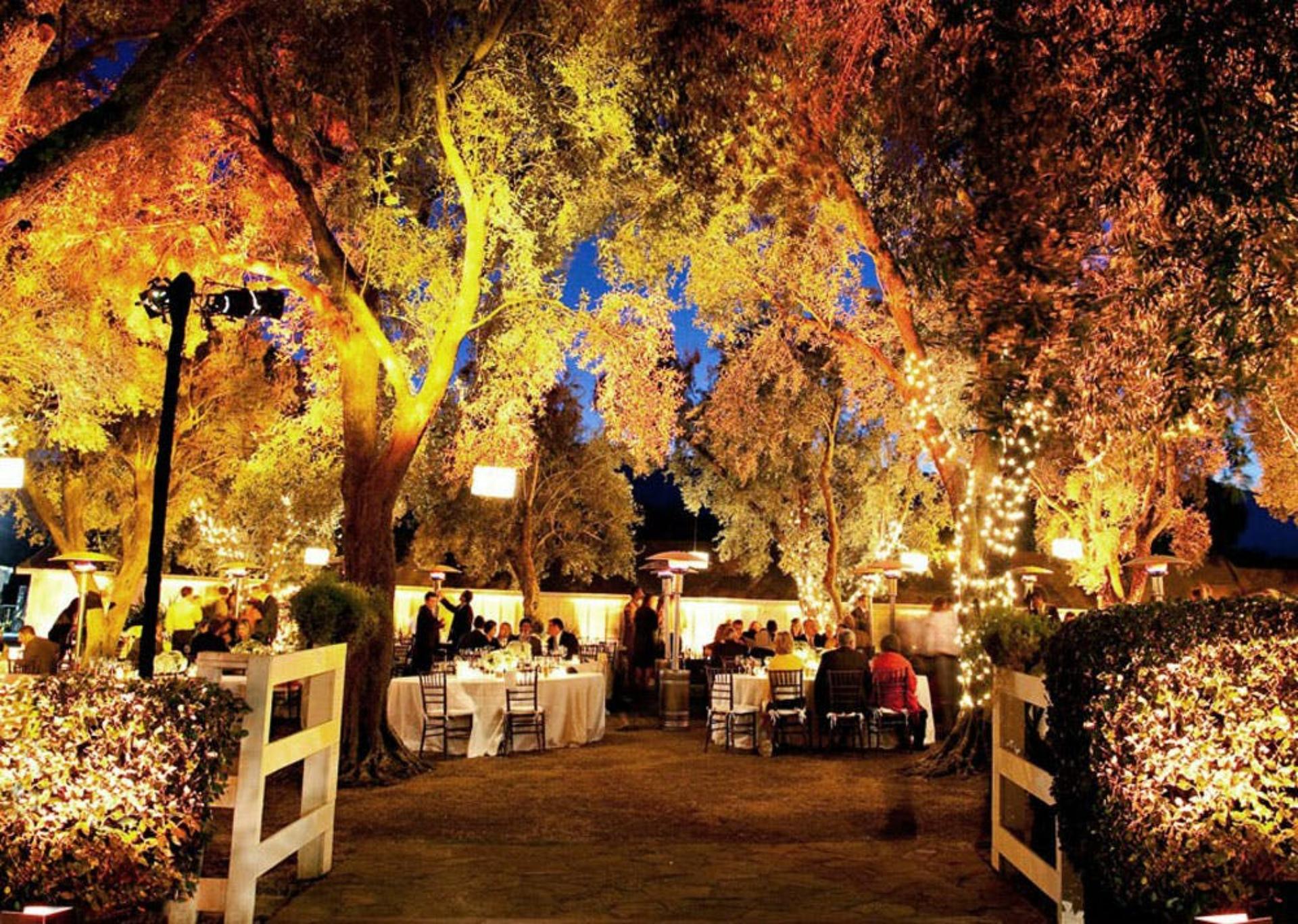 Olive Grove