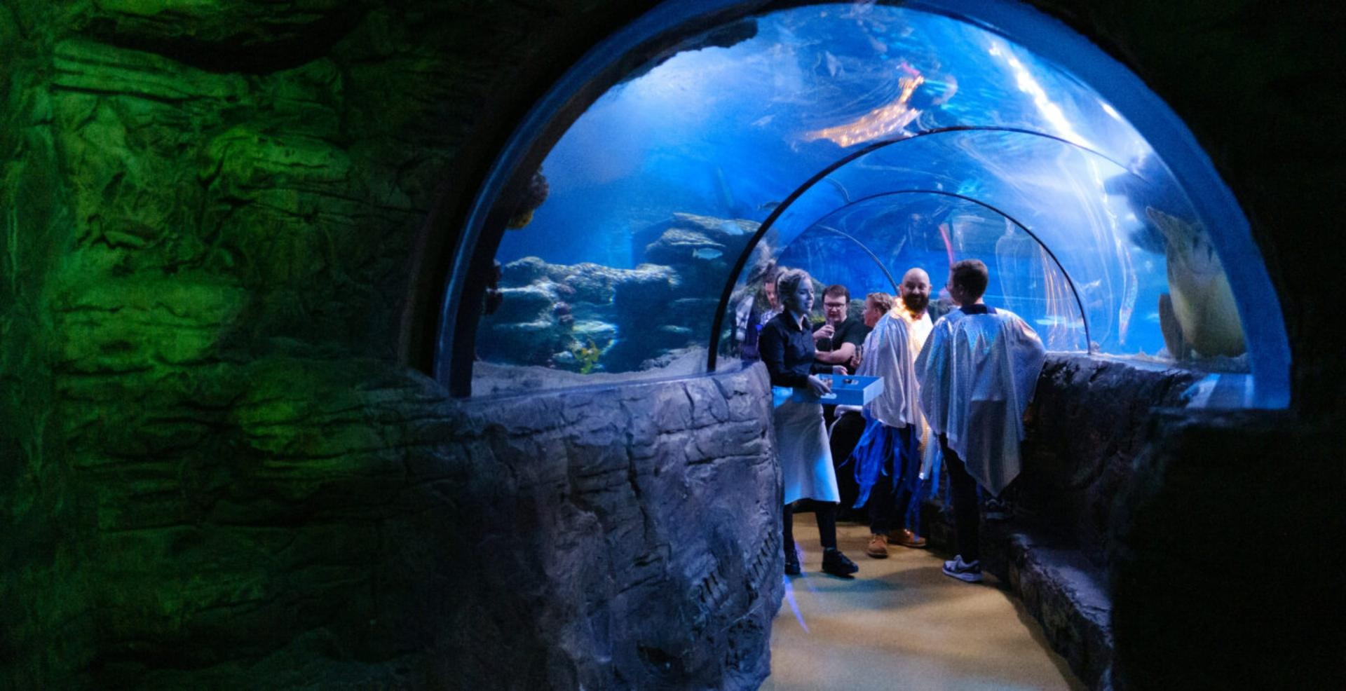 The Aquarium