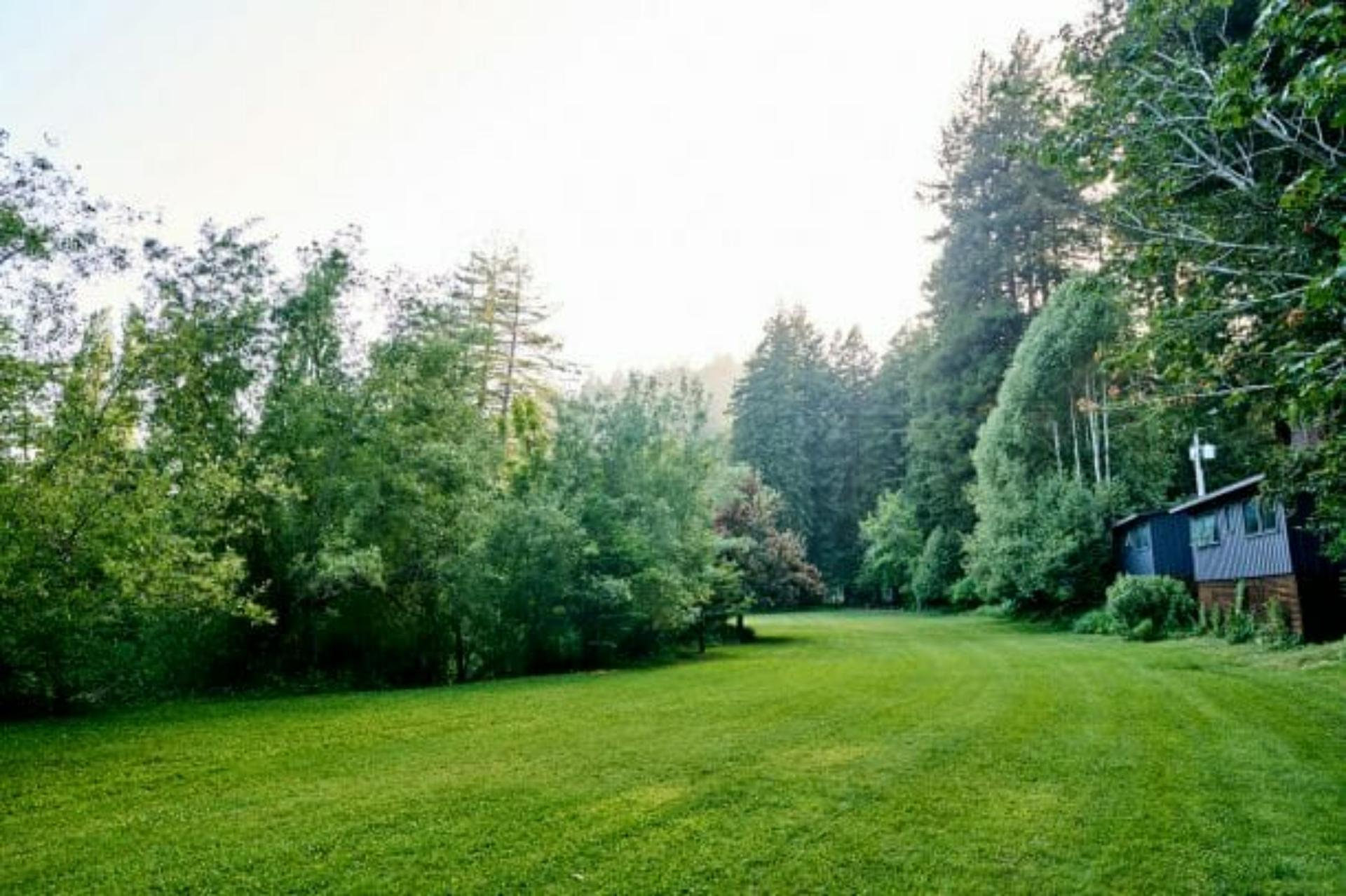 The Meadow