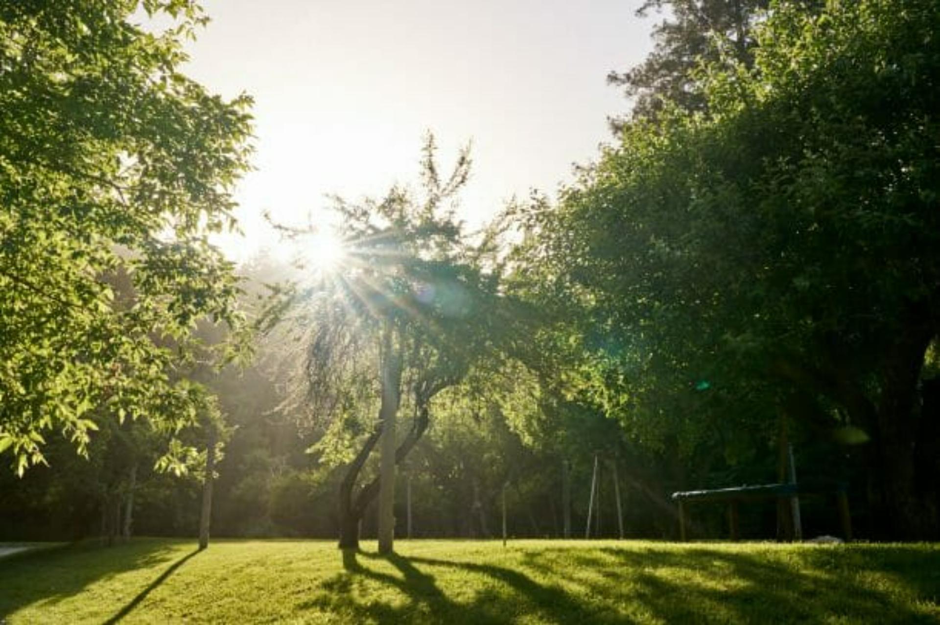The Orchard