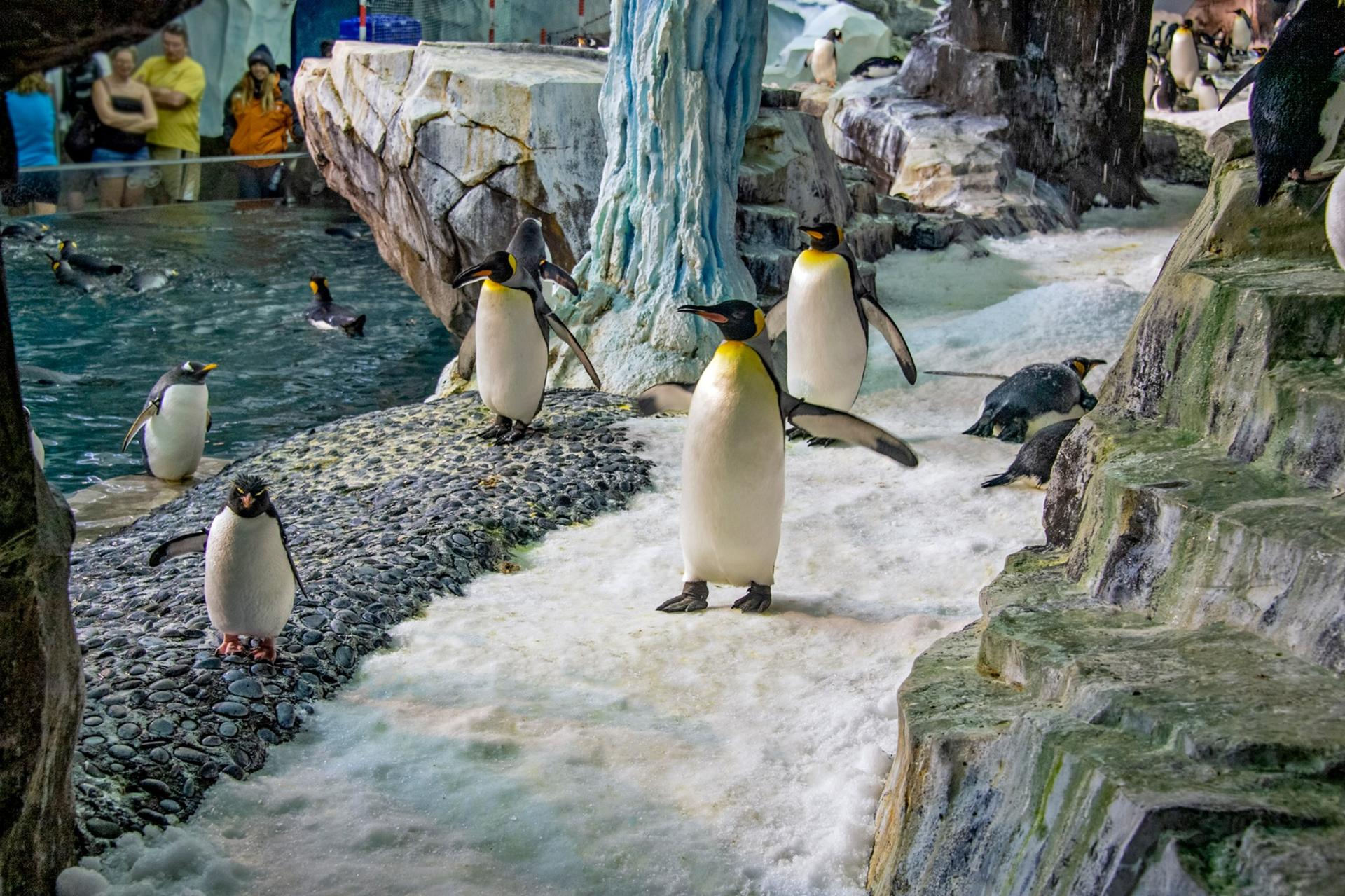 Antarctica: Empire of the Penguin