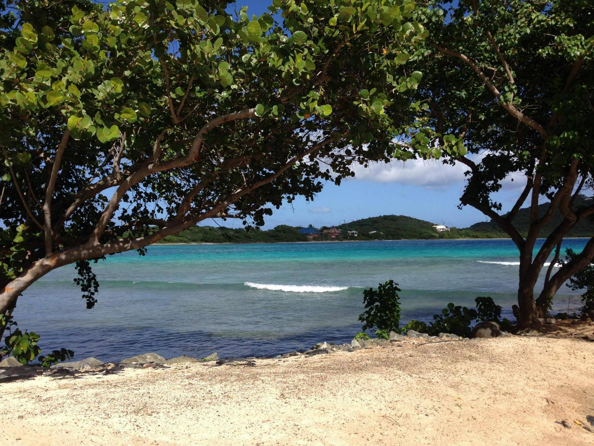 Seagrape Tree