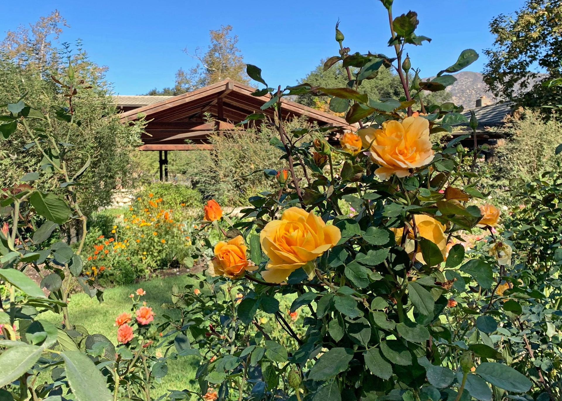 Rose Pavilion