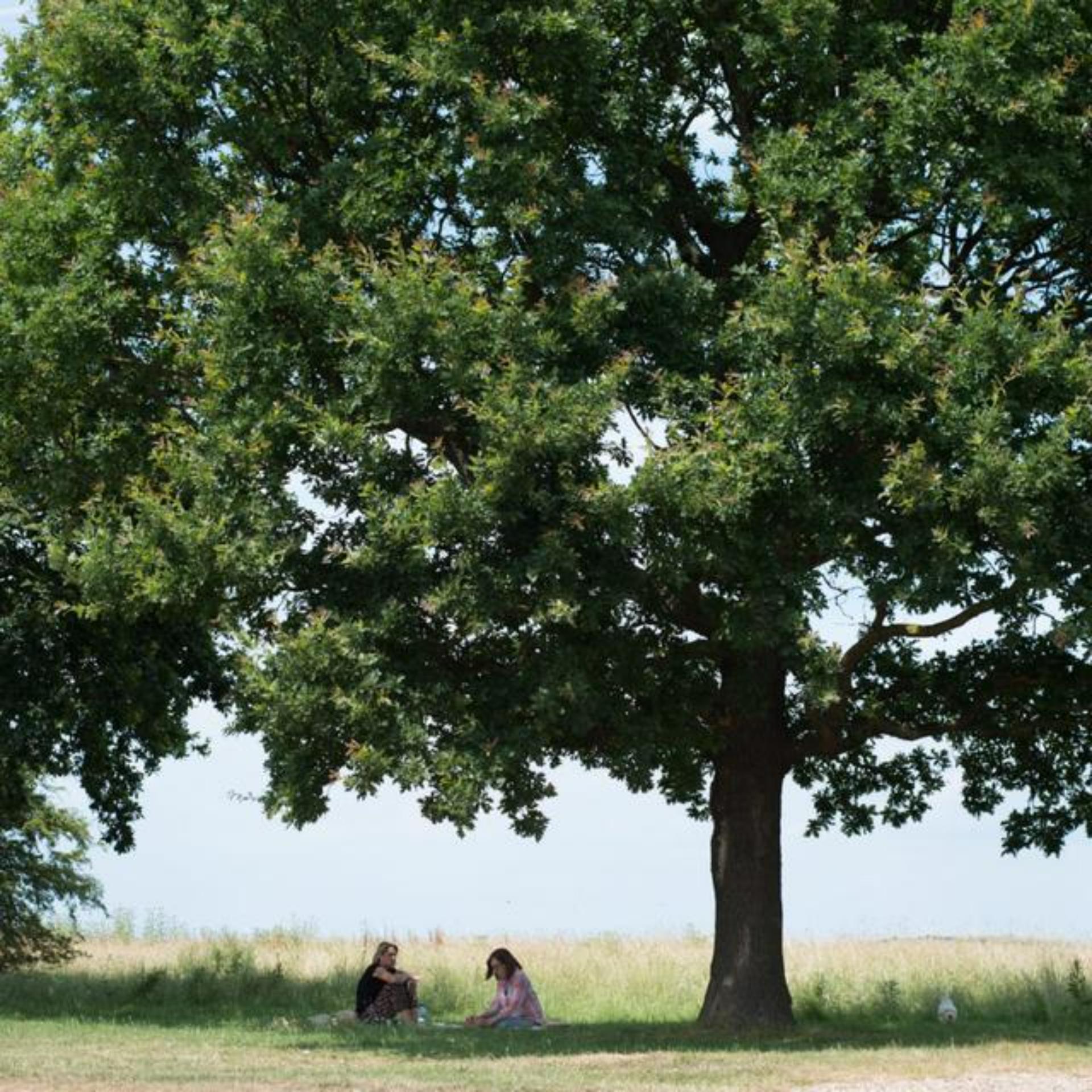 The Reserve