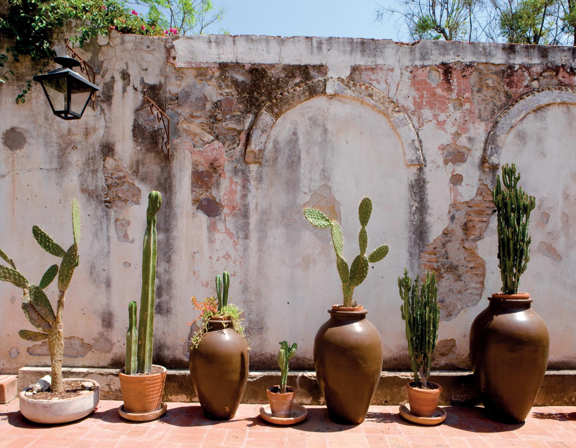 Cactus Terrace