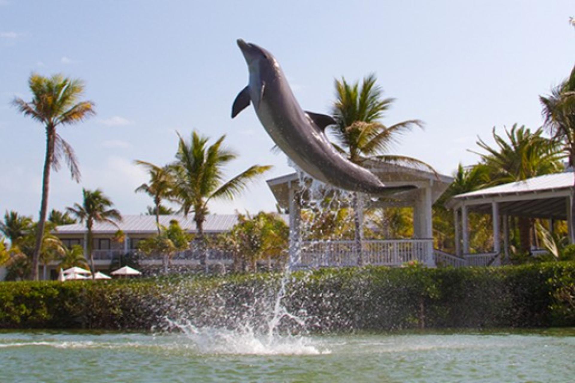 Dolphin Deck