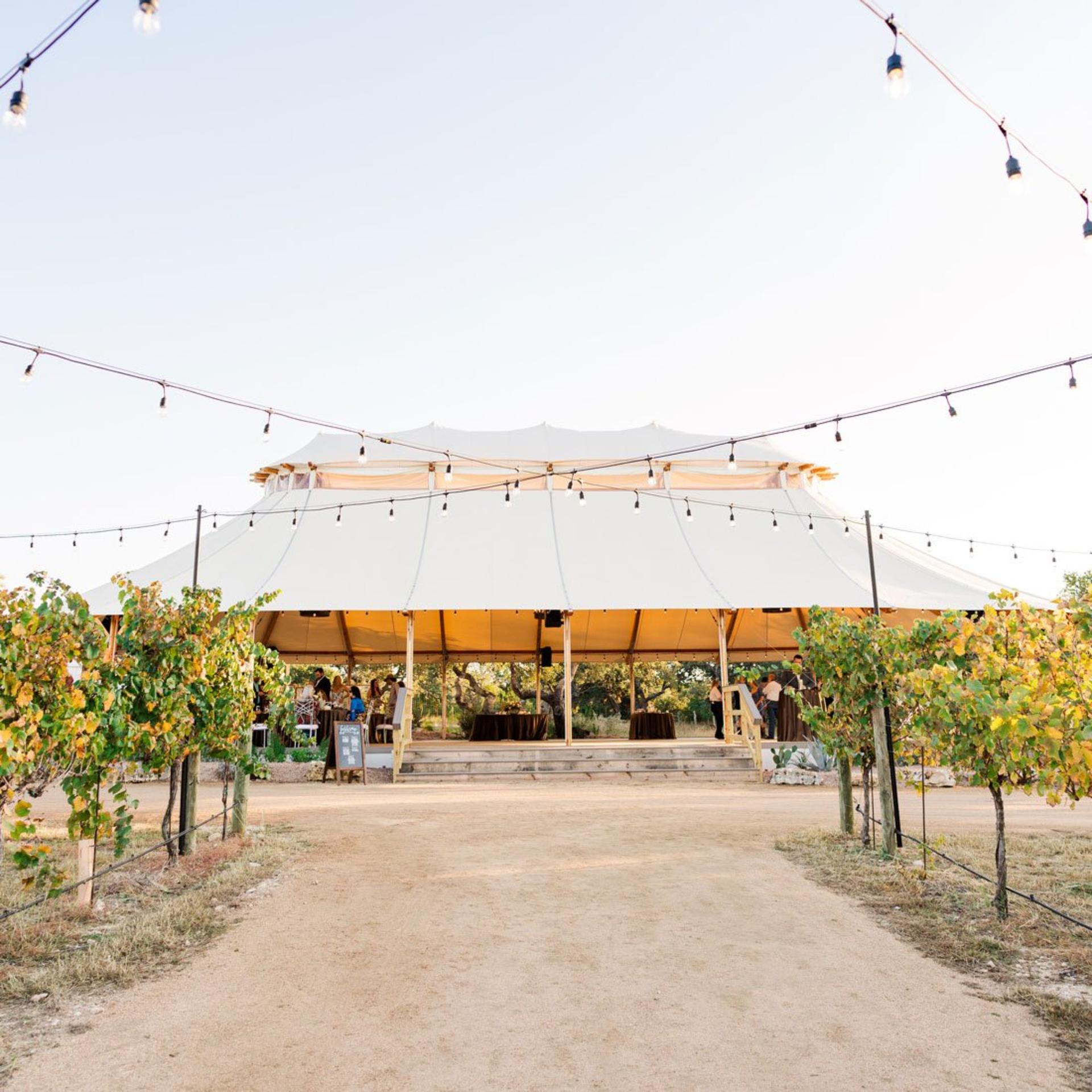 The Vineyard 