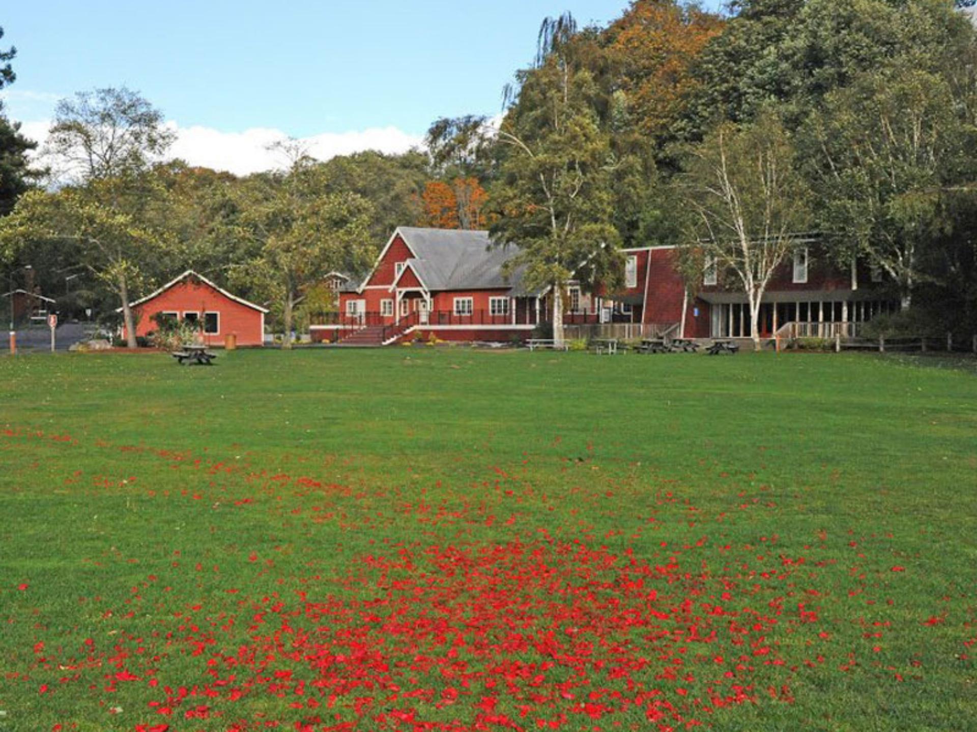 The Meadow