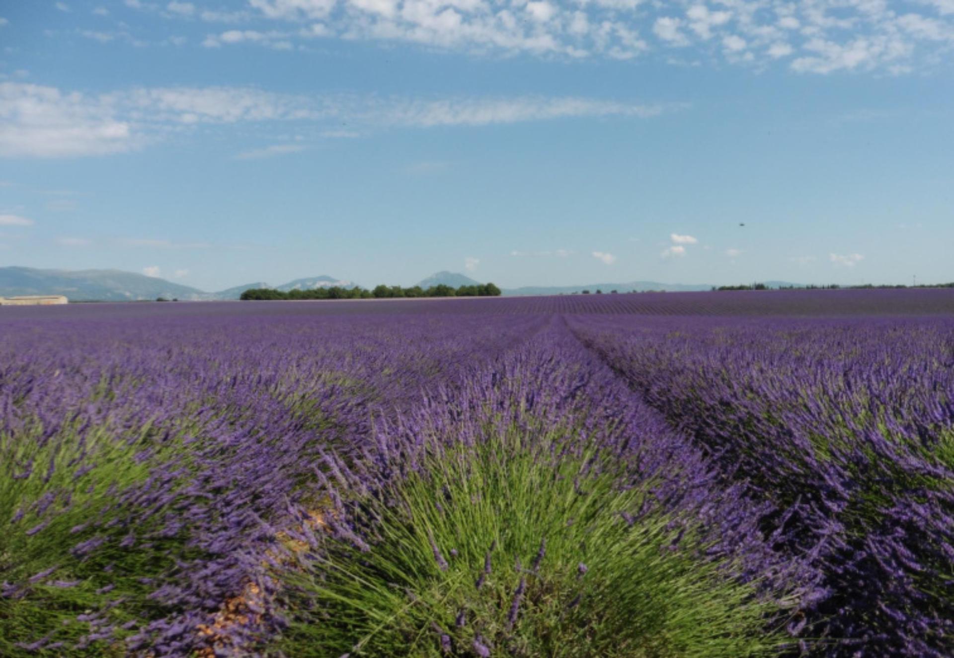 Lavender field