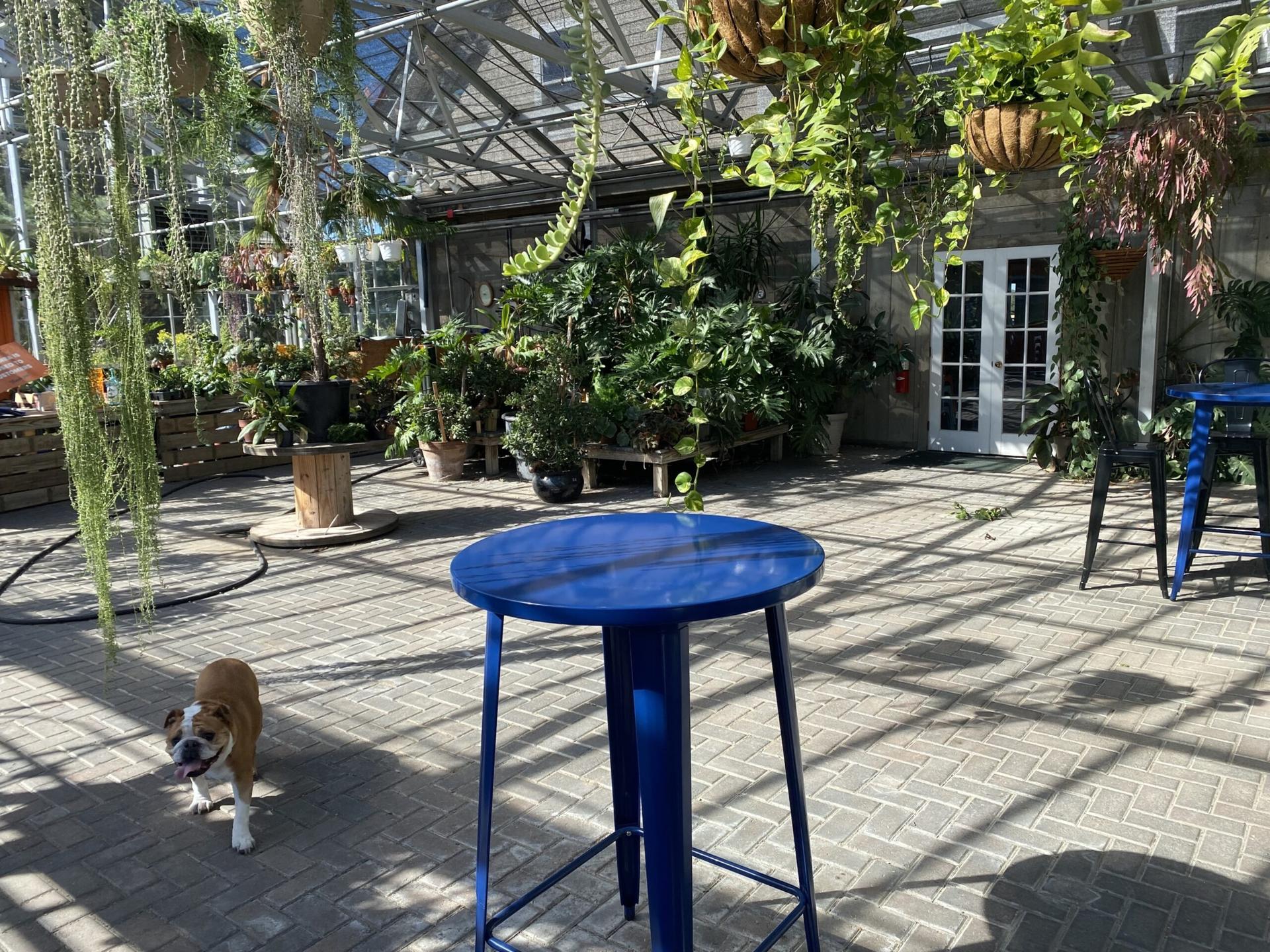 The Greenhouse