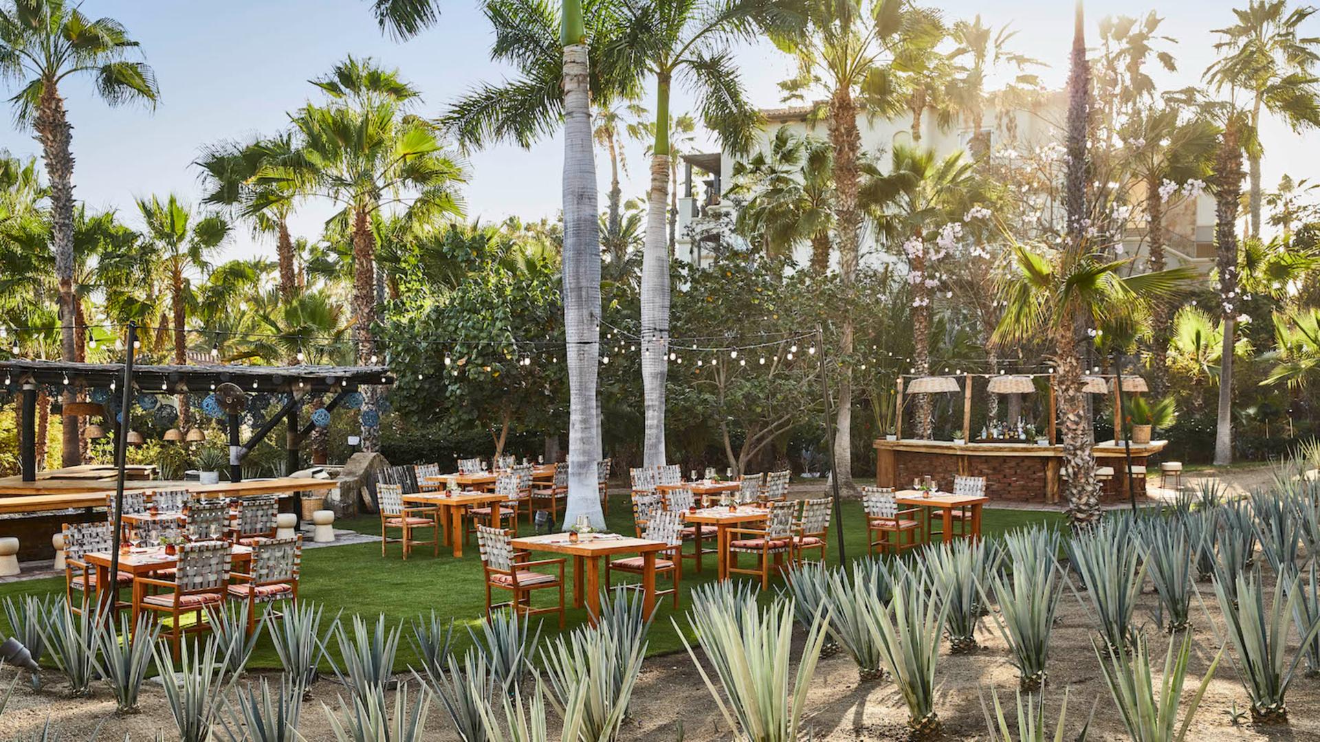 Agave Garden
