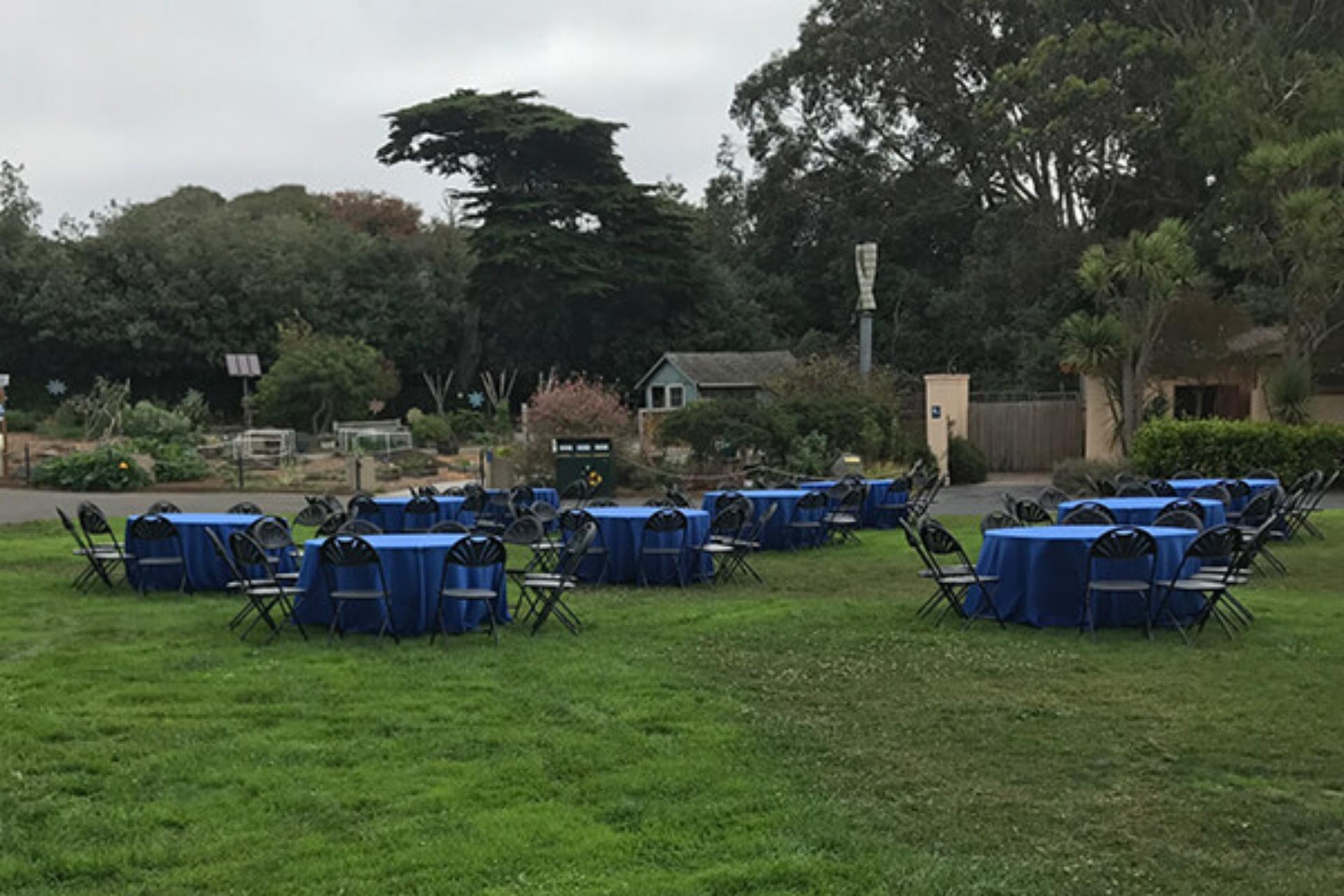 Patas Lawn