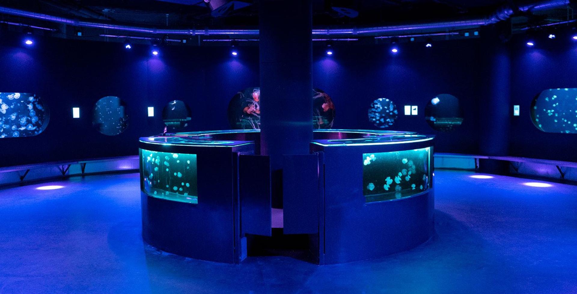 Medusarium