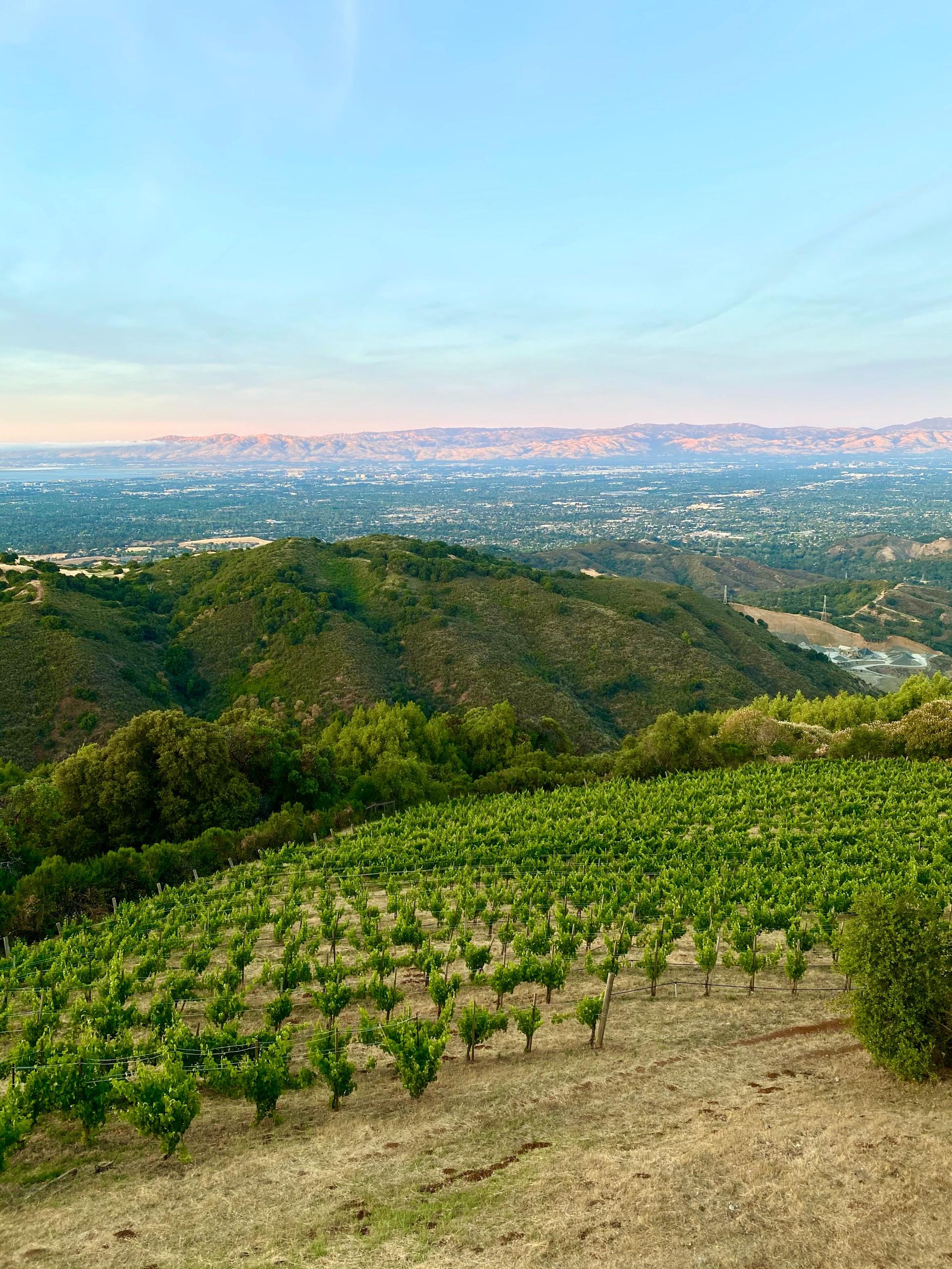 Full Buyout of Naumann Vineyards