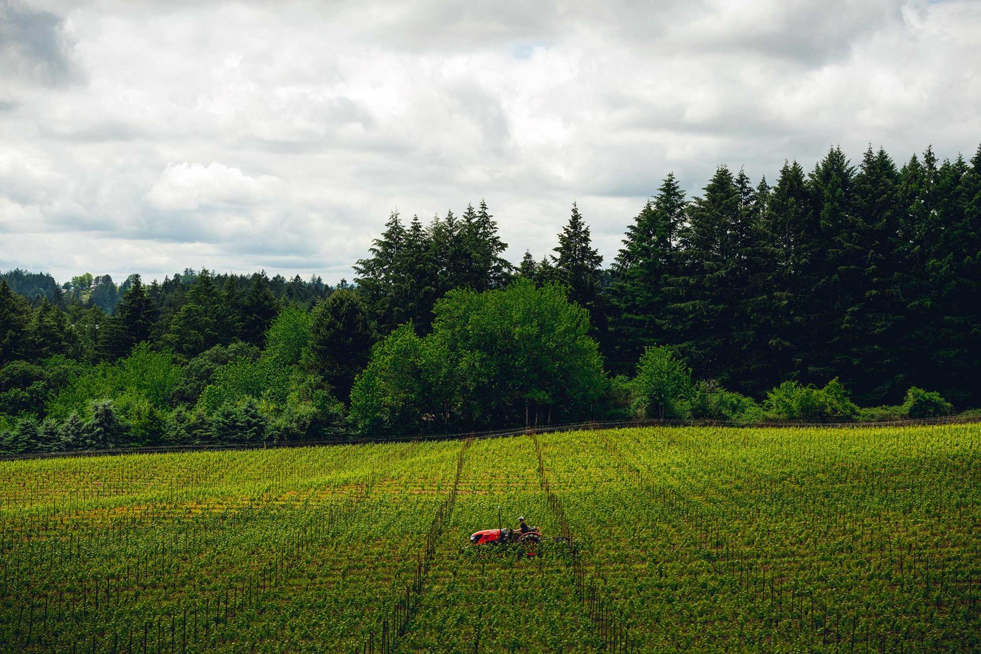 Full Buyout of Bergström Wines Tasting Room