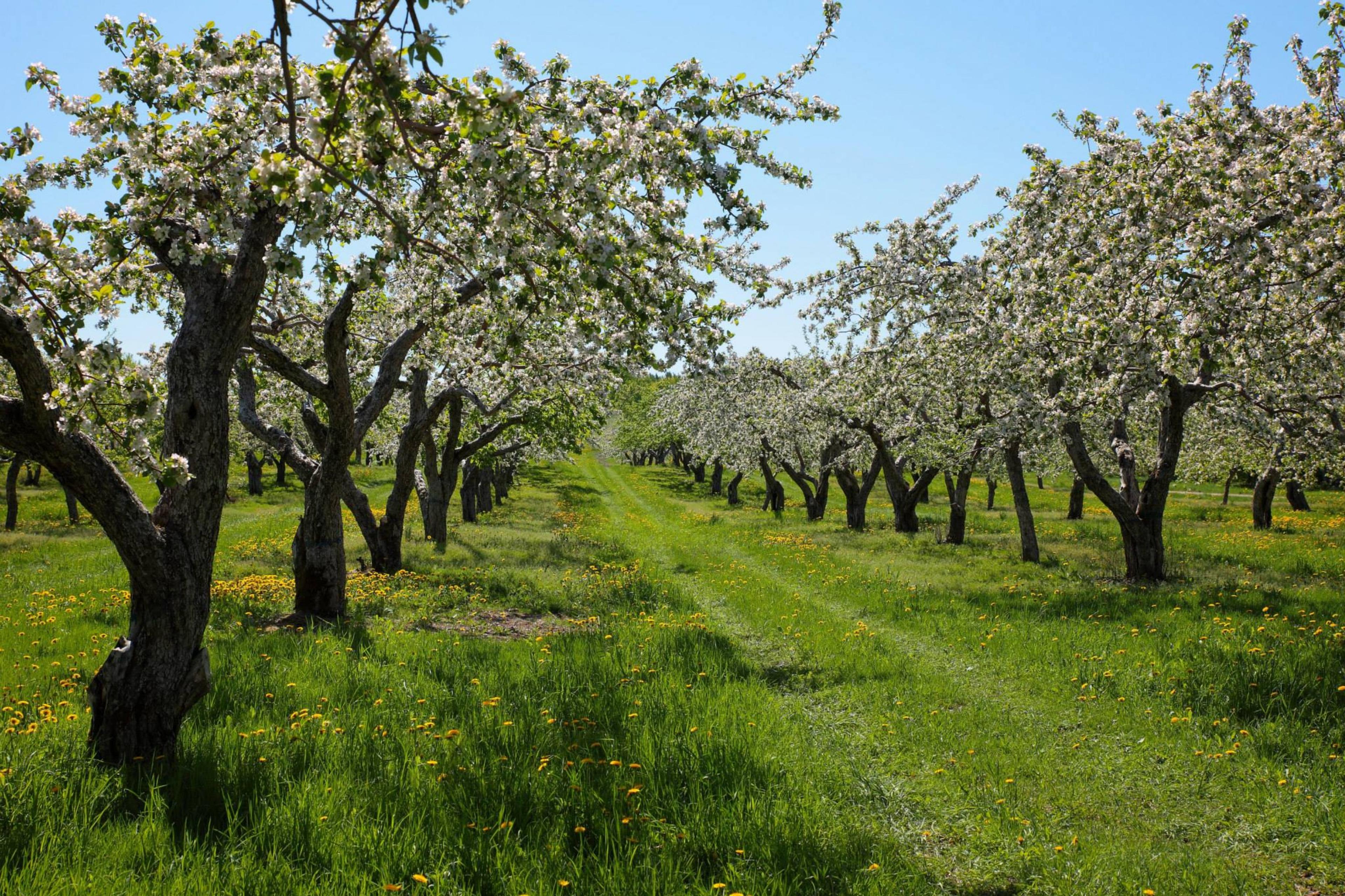 Domaine Sainte-Famille - Winery / Cidery / Orchard