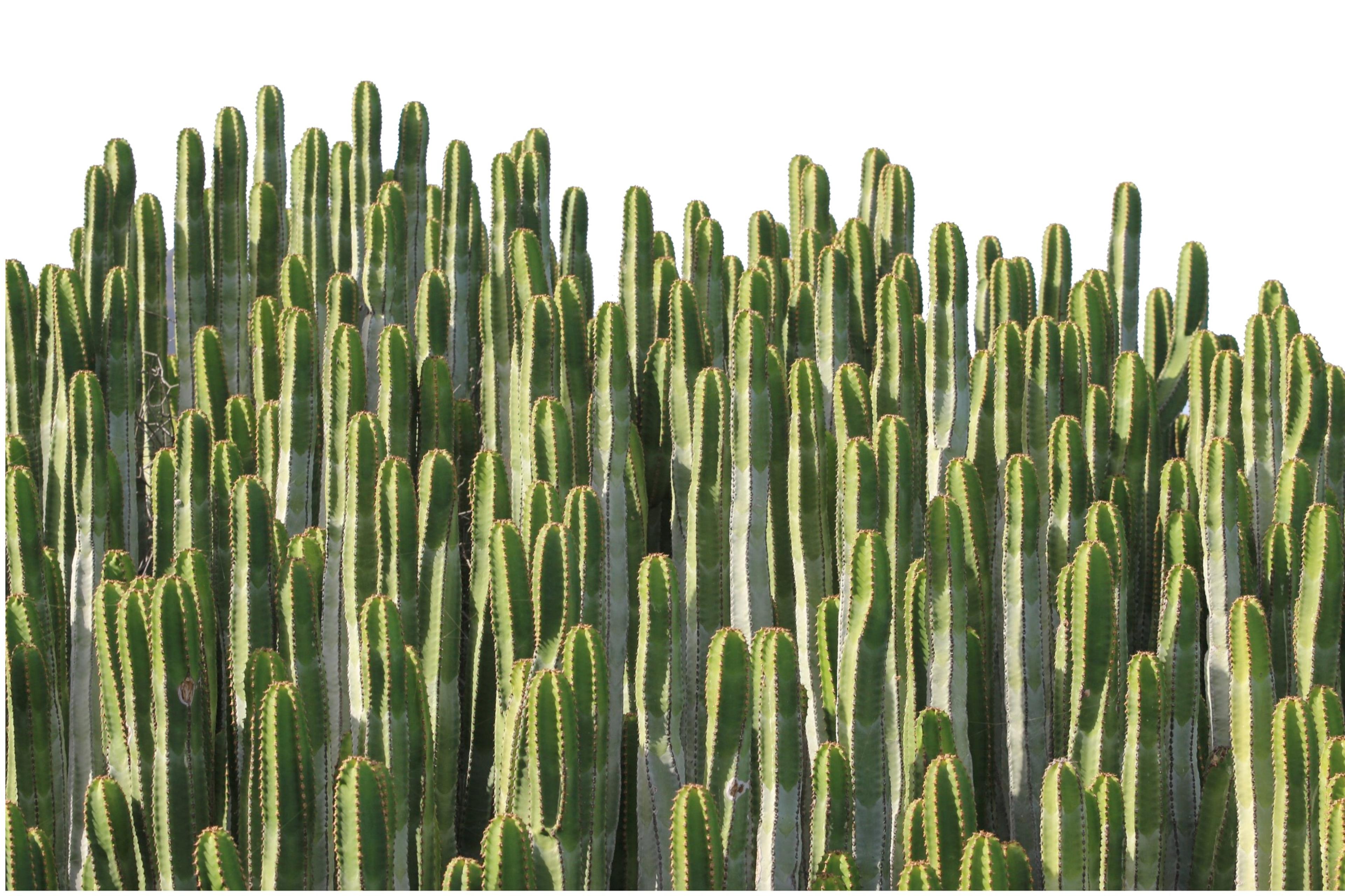 Cactus Fabrication