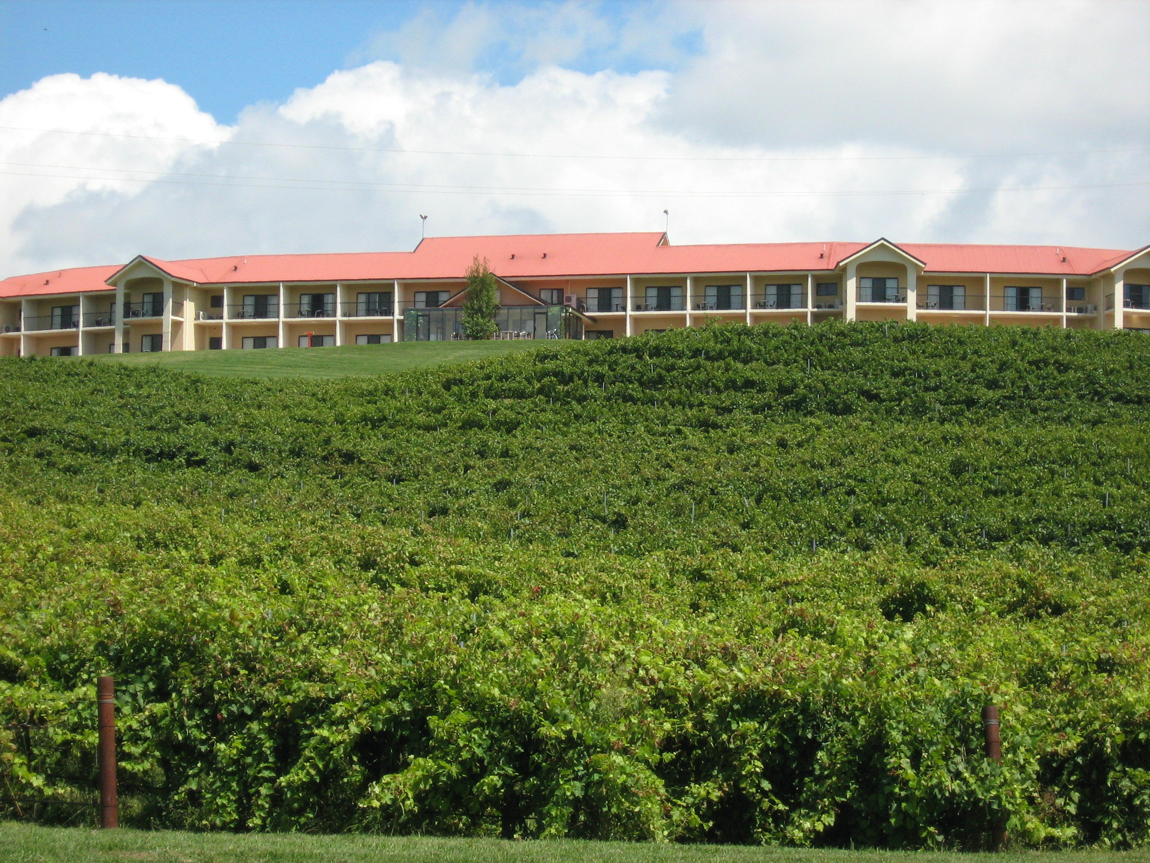 TURNERS VINEYARD