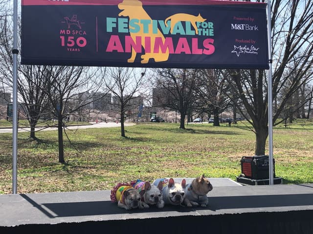 MDSPCA's Festival for the Animals