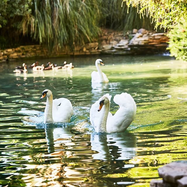 swan-lake-home-1x1.jpg