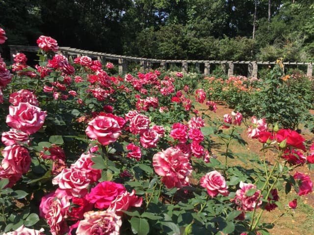 The Raleigh Rose Garden