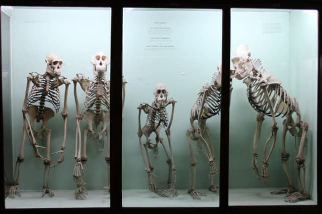 Natural-History-Gallery-Primate-Skeletons-1200x800.jpg