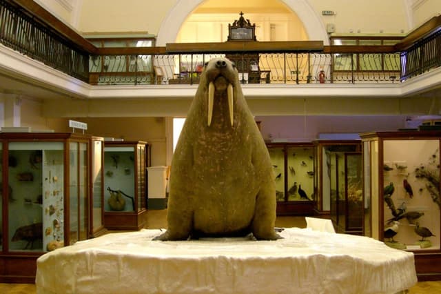 Natural-History-Gallery_001-walrus-1200x800.jpg