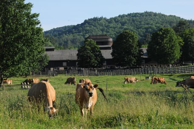 cows-grazing-billings-farm-central-vermont.jpg