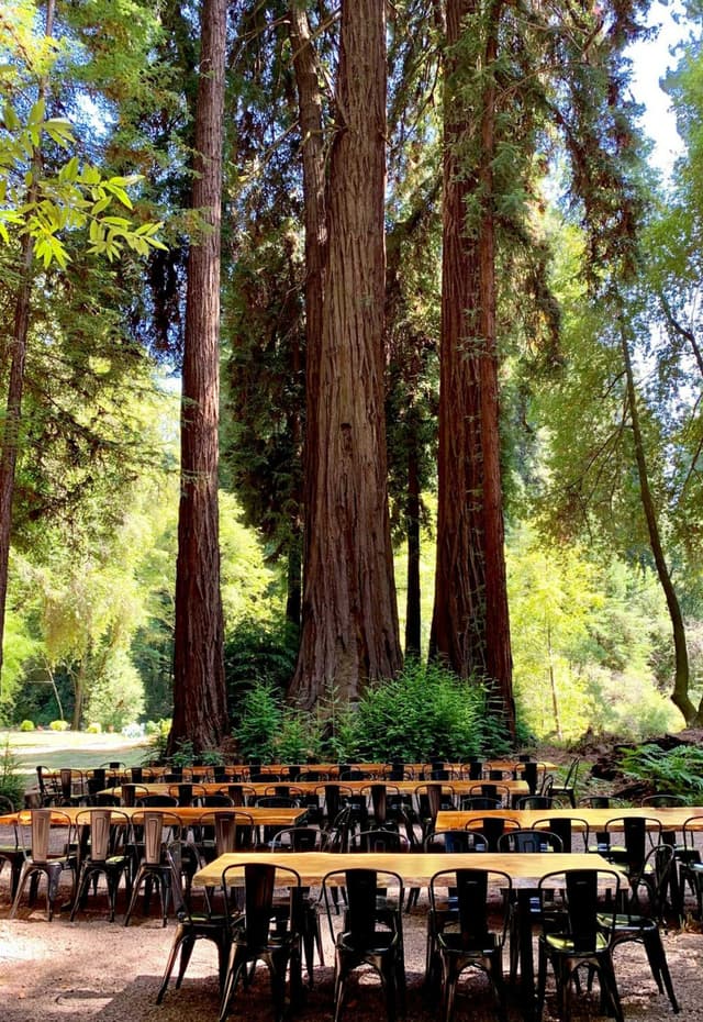 Redwood Cathedral