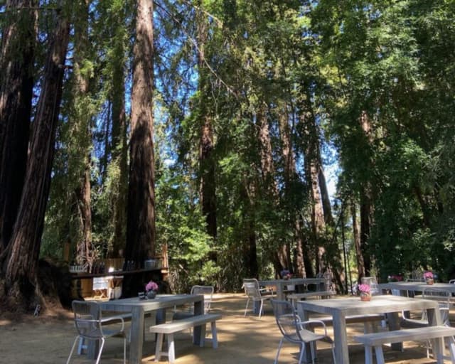 The Redwood Grove