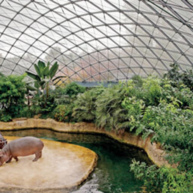 Hippo House