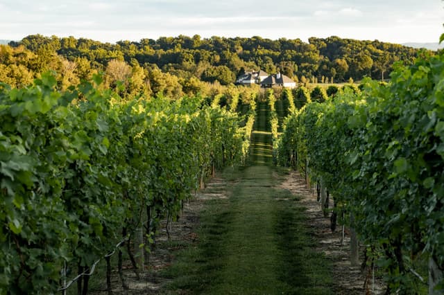 Nicewonder+Vineyards+Sunset+Grapes+9.jpg