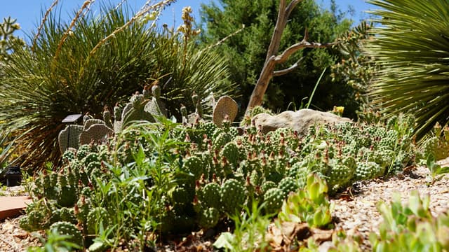 botanical-gardens-desert-012-1600.jpg