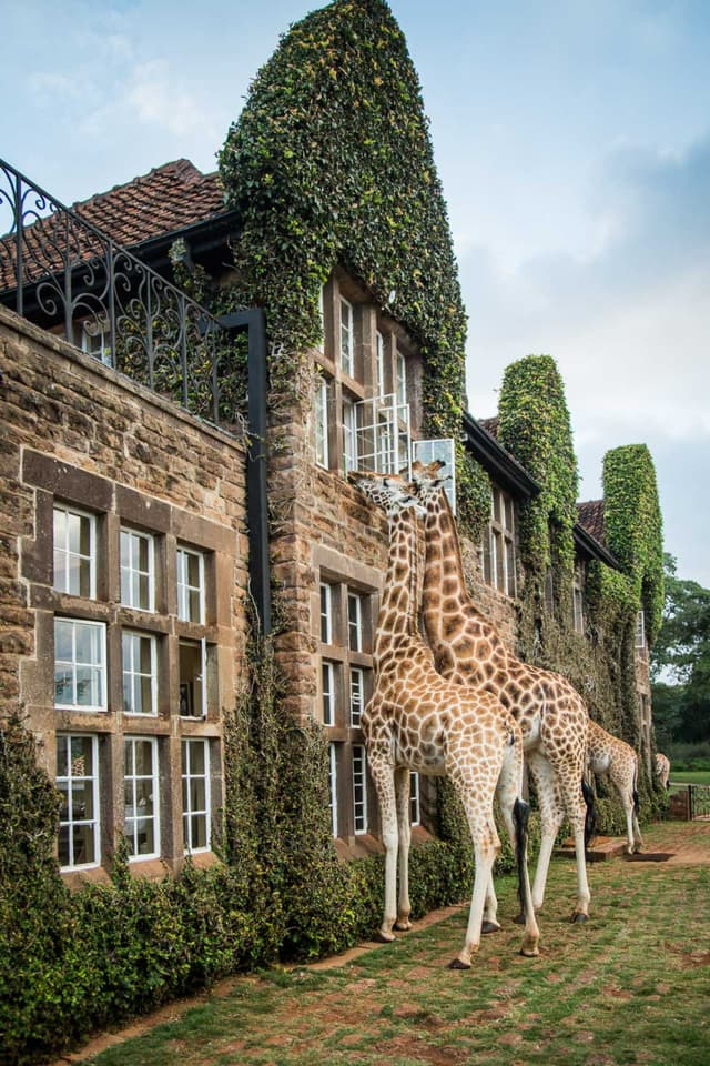 Giraffe Manor - copyright Scott Ramsay - www.jpg