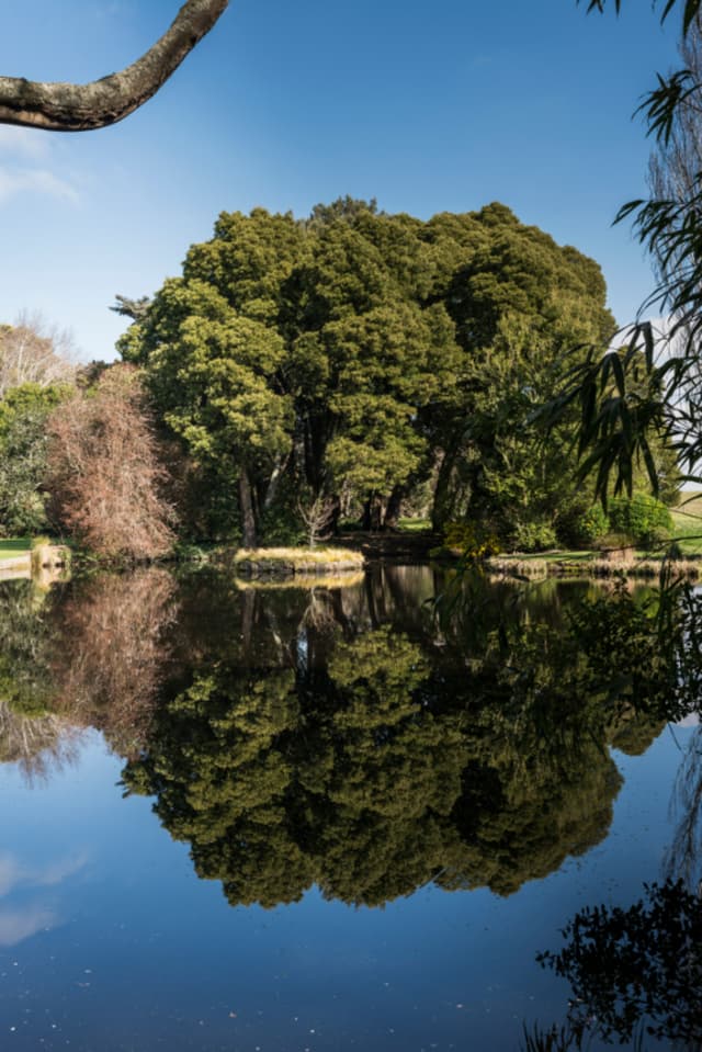 Trees-Reflection.jpg