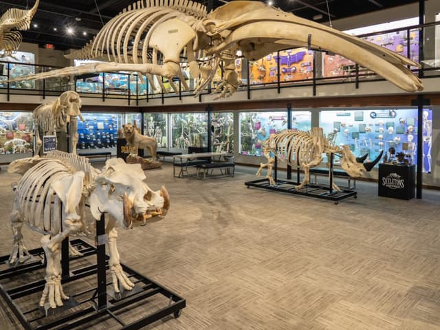 Full Buyout of Museum of Osteology