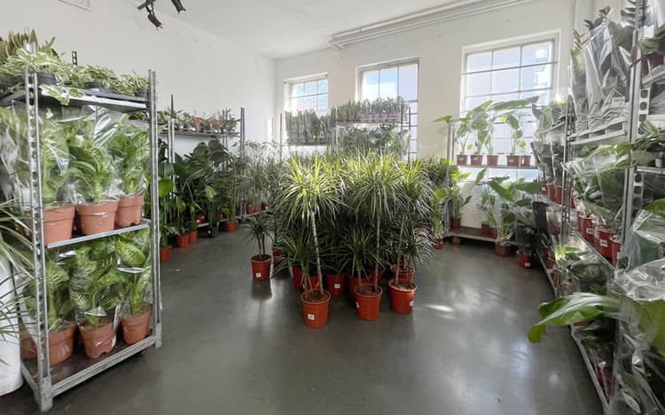 Plant Pop-Up Store